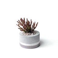 (現貨) 莫蘭迪粉系列 | 猿戀葦 小圓形三色不規則水泥多肉植栽