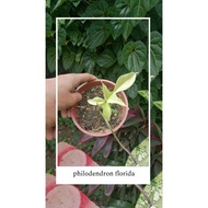 Philodendron Florida