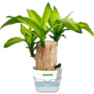 Brazil LuckyWoodWaterGrowingDeskDecorwithSelfWateringPot, Brazil WoodPl