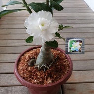 pokok kemboja adenium Thailand multi layer