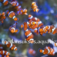 Ikan Hias Air Laut Nemo / Ikan Badut