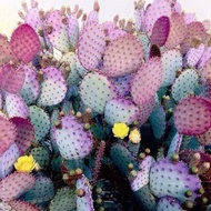 Cactus (Opuntia Santarita 圣丽塔)