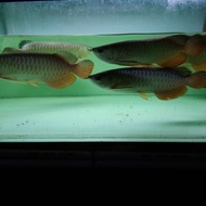 Unik arwana golden red hb 35cm - 18cm Murah