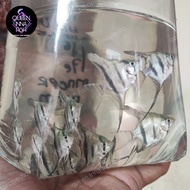 Angelfish Altum Manacapuru / Manfish Manacapuru / Ikan Layang Layang