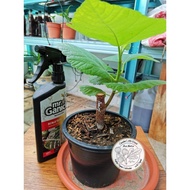 ANAKPOKOK TIN ( IRAQI ) ...