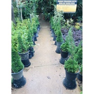 Anak Pokok Pencil Pine / Pokok Krismas