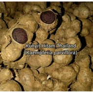 Ubi (Rizom) Kunyit Hitam Thailand (Kaempferia Parviflora)