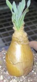 巨鳳之卵