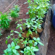 New basil plant seeds - basil leaf seeds