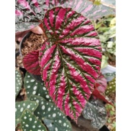 Tanaman Hias Begonia Rex Wallet
