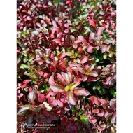 Bayam Brazil Bayam Brazil merah keratan batang benih anak pokok sayur pokok hidup