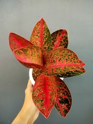 Aglaonema Kendedes