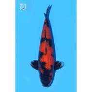 [✅Best Quality] Hi Utsuri Shinoda 50 Bu Ikan Koi Import Sertifikat