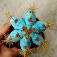 Blue Column Cactus Red Sun Real Life Multi-Head Flowering Cactus Indoor Office Desktop Potted Plant 