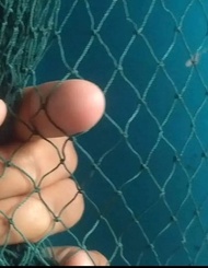 jaring pagar ayam lubang 1jari ukuran 3x10meter (bekas nelayan)