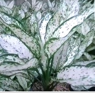 Aglonema snow white - tanaman aglonema white snow