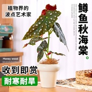 Trout Begonia Potted Plant Bamboo Knot Pink Flag Fish Internet Celebrity Green Plant Seedling Indoor
