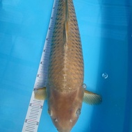 Ikan Koi Chagoi Anakan Import F1 68cm