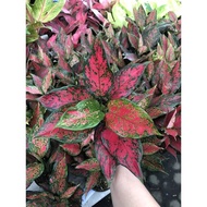 aglaonema ruby batik