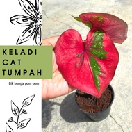 🌱keladi Cat tumpah daun bulat / red berret Thai / keladi Cat Tumpah / tumpah Cat / Cat tumpah Caladium