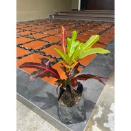Pokok bunga puding tapak itik