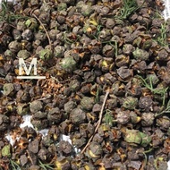 Seeds (fruit) Hoang Dan Tuyet Lang Son Standard Varieties Taken From Hundred Years Old Ancient Tree,
