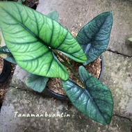 Terlaris Tanaman Hias Alocasia Nebula