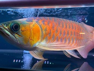 1 feet Indonesia Super Red Blood Red Kapuas Arowana Long Fin(with Certificate &amp; Chip) 印尼超级红血红龙鱼 (附证书及芯片）