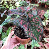 TKL - Rare Species Caladium Thai Hybrid - Part 8 Darth Maul / Darth Maul Green🌿🌿🌿🌿🌿🌿🌿🌿