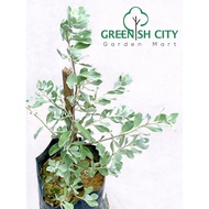 GNC - Leucophyllum Frutescens Texas Sage Live Plant Pokok  Blue Diamond 玉芙蓉