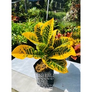 CROTON ANAK POKOK BUNGA PUDING KOBIS KUNING