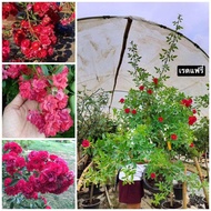 กุหลาบ-ทรีโรสเรดแฟรี่ Tree Rose Red Fairy​ เลื้อยสีแดง ดอกเป็นพวงช่อยาว ช่อนึงมีดอกนับร้อยดอก เลี้ยง