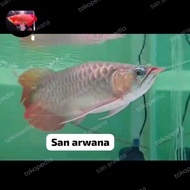Ikan arwana super red sepauk SR Red Chili short body spesial