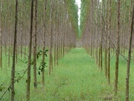 ต้นพันธุ์ยูคาลิปตัส พร้อมลุก ถุงดำ 39 บาท เป็น ไม้ยืนต้นโตเร็ว ที่ปลูกได้แทบจะทุกสภาพพื้นที่  ระยะเวลาสั้น เติบโตง่าย