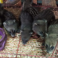 Musang Rase Baby