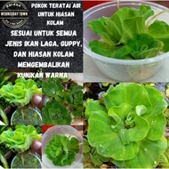 🇲🇾POKOK KIAMBANG ROS AIR SESUAI UNTUK HIASAN KOLAM DAN JUGA UNTUK IKAN LAGA GUPPY LOBSTER AIR TAWAR RM10.90/PERCUP