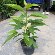 Benao Short Plant White Magnolia, Yellow Angle Orchid Pot, Yellow Magnolia Seedlings, Fragrant Balcony Garden Plant