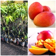 Anak pokok mangga irwin hybrid