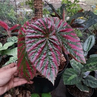 tanaman hias begonia rex walet pink bonus pot