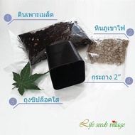 (ซื้อ4แถม1) Albero-C1 ชุดเพาะเมล็ด สำหรับแคคตัส ไม้อวบน้ำทุกชนิด สุดคุ้ม!!