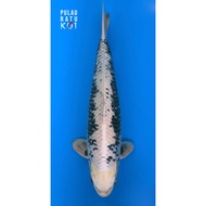 Gin Hajiro 45 bu male Marujyu ikan koi import sertifikat breeder 8495