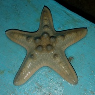 ikan hias laut bintang laut jendral