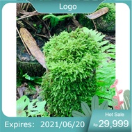 .. wepping moss decorates semi-terrarium terrarium setup
