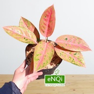 Tanaman Aglaonema Big Roy