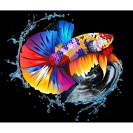 Barong 9 tails + 1 bonus. Multi 3 tails + 1 bonus