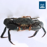 Prime Fresh - Small Live Meat Crab (Mud Crab) 百美肉蟹 300G – 400G