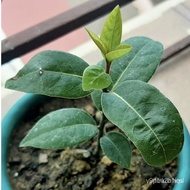 1PCs bay leaf seeds laurel plant Bayleaf tree seedsseeds wnde2023