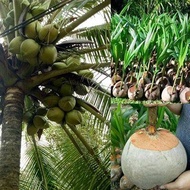 หน่อมะพร้าว ต้นมะพร้าว สายพันธุ์ dwarf coconut ต้นมะพร้าวแกงต้นเตี้ย ชุมพร ต้นเตี้ยแท้ พร้อมปลูก มะพร้าวแกง.