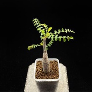 SG2311-尼哥乳香實生株/塊根粗壯🔥多肉植物小盆栽禮物🔥