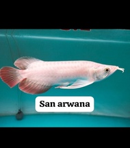 Dijual arowana super red king arwana king exotic spesial